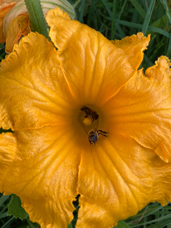 pollinisation fleurs