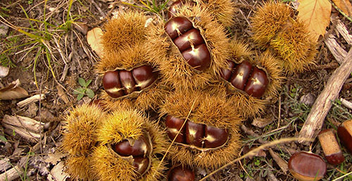 Production de chtaignes