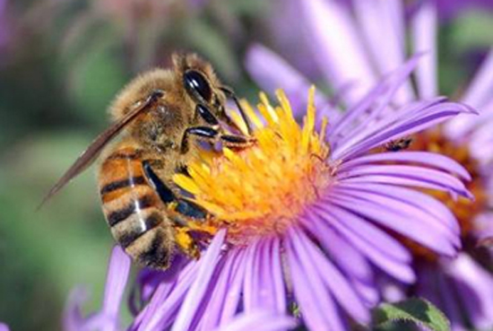 pollinisation des fleurs