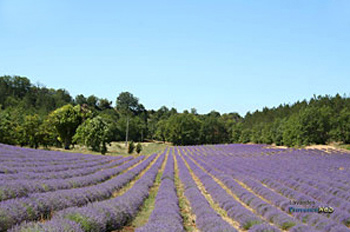 Champs de lavandes