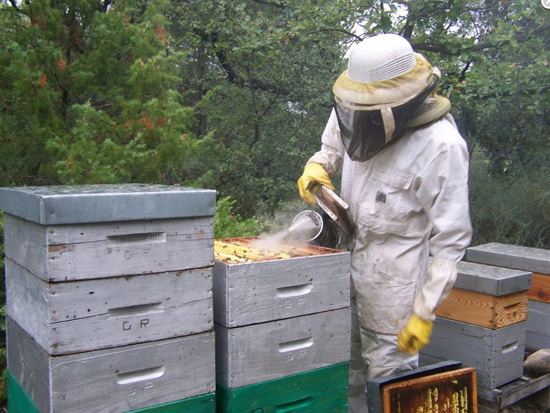 essaims d'abeilles